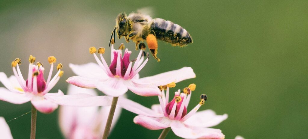 Development of a portfolio of Natural Capital